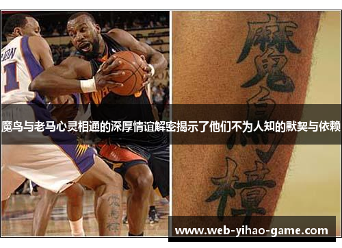 魔鸟与老马心灵相通的深厚情谊解密揭示了他们不为人知的默契与依赖